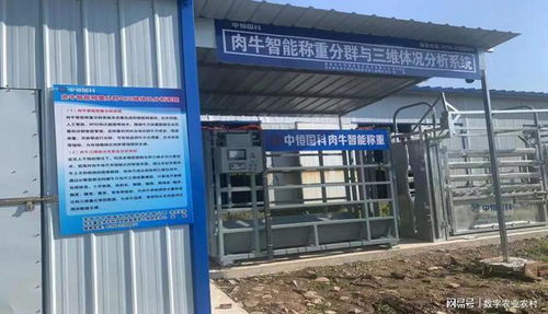 創新引領 中恒國科肉牛智能稱重分群與三維體況分析系統全新升級