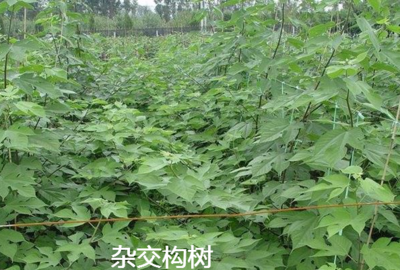 養(yǎng)豬用禾本科牧草、飼料苧麻、構樹、飼料桑樹哪種牧草品種更好?