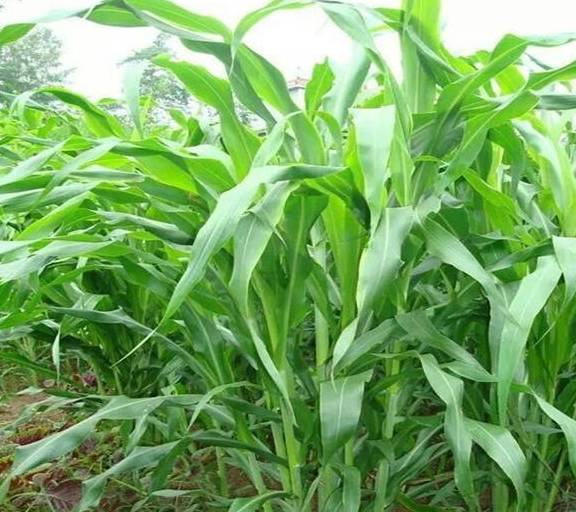 青綠多汁飼料的營養特點有哪些