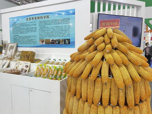 全國杰出貢獻玉米自交系發布，55個優良自交系入選飼料科