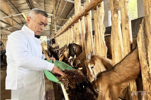 新春走基層 福建順昌科技特派員下鄉傳經送寶，助力羊養殖飼料技術提升