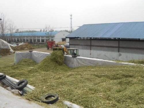 青貯飼料制作的黃金期 掌握關鍵技術，成就優質飼料